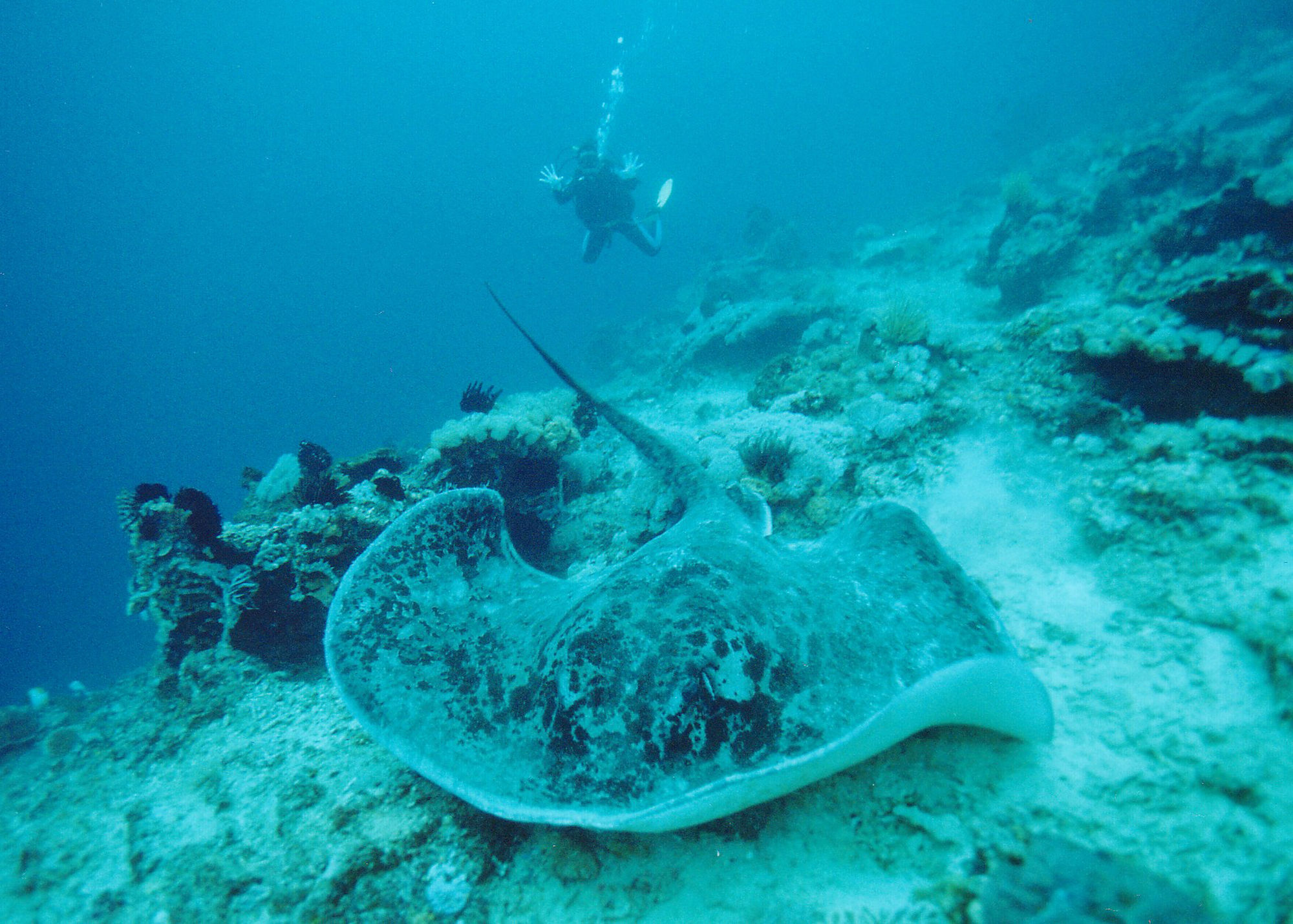 Pondok Jenggala Lembongan Zewnętrze zdjęcie